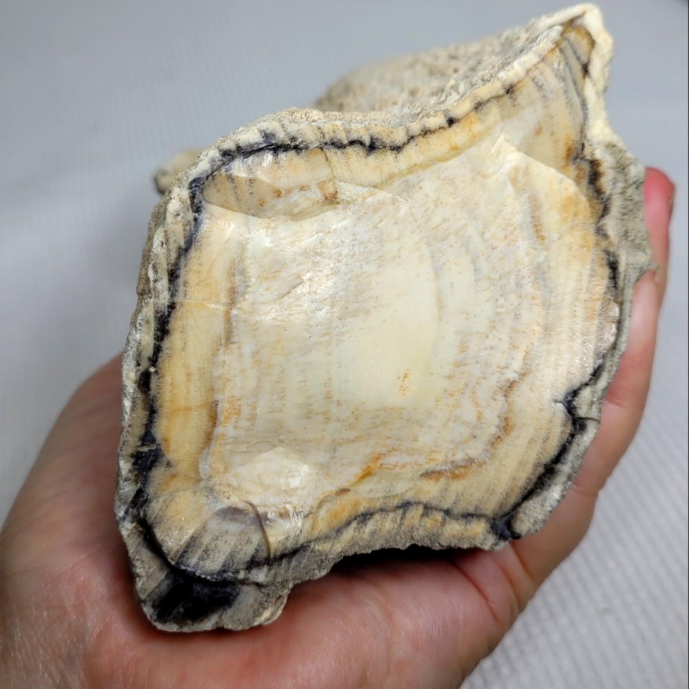 Texas Petrified Wood w/Agate 2.7 pounds